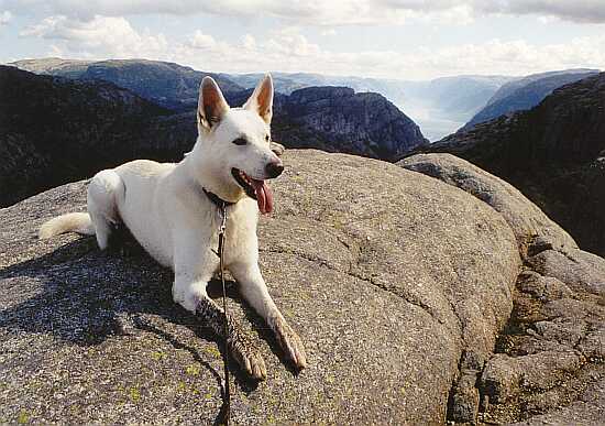 weisser Schäferhund Jack am Lysefjord in Norwegen