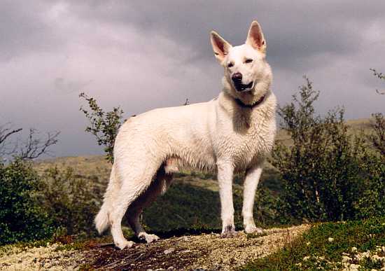weisser Schäferhund Jack im Rondane-Gebirge in Norwegen