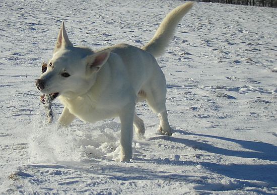 weisser Schäferhund Jack im Januar 2006