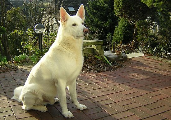 weisser Schäferhund Jack im April 2006