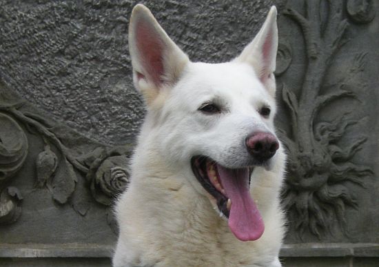 weisser Schäferhund Jack im April 2009