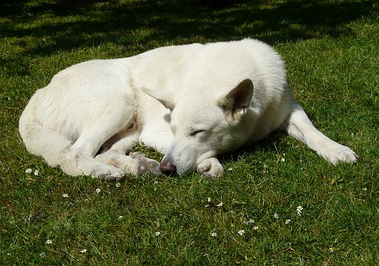 weisser Schäferhund Jack im Mai 2011