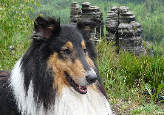 Wilson am 19.06.2015 Wilson