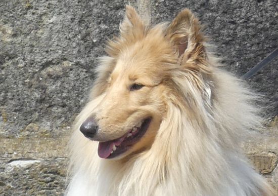 Kalle