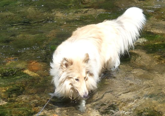 Kalle