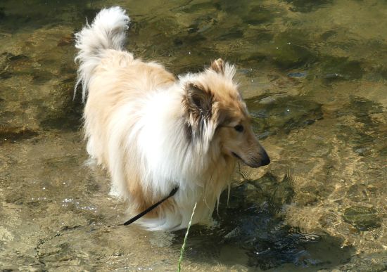 Kalle