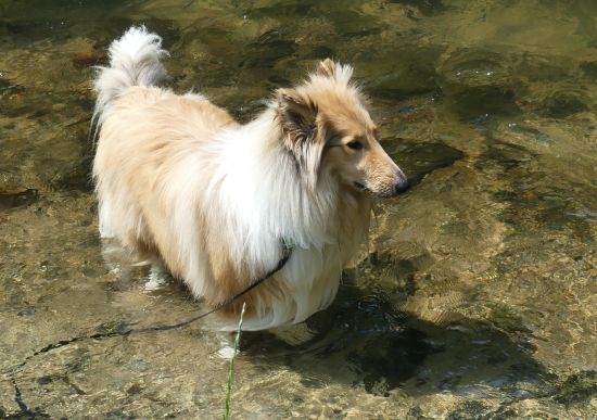 Kalle