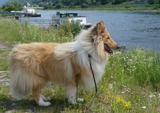 Kalle