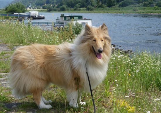 Kalle