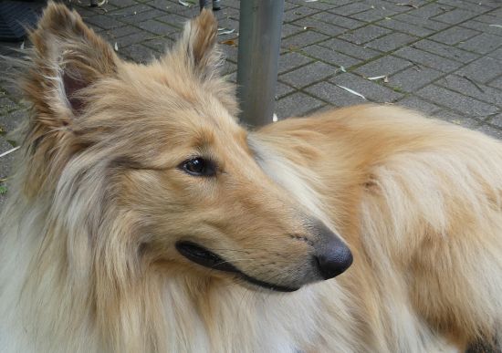 Kalle
