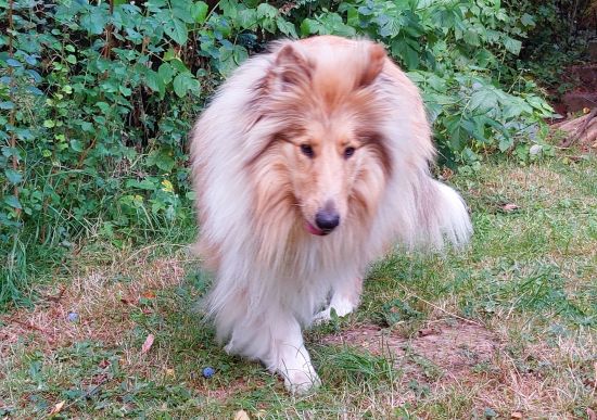 Kalle